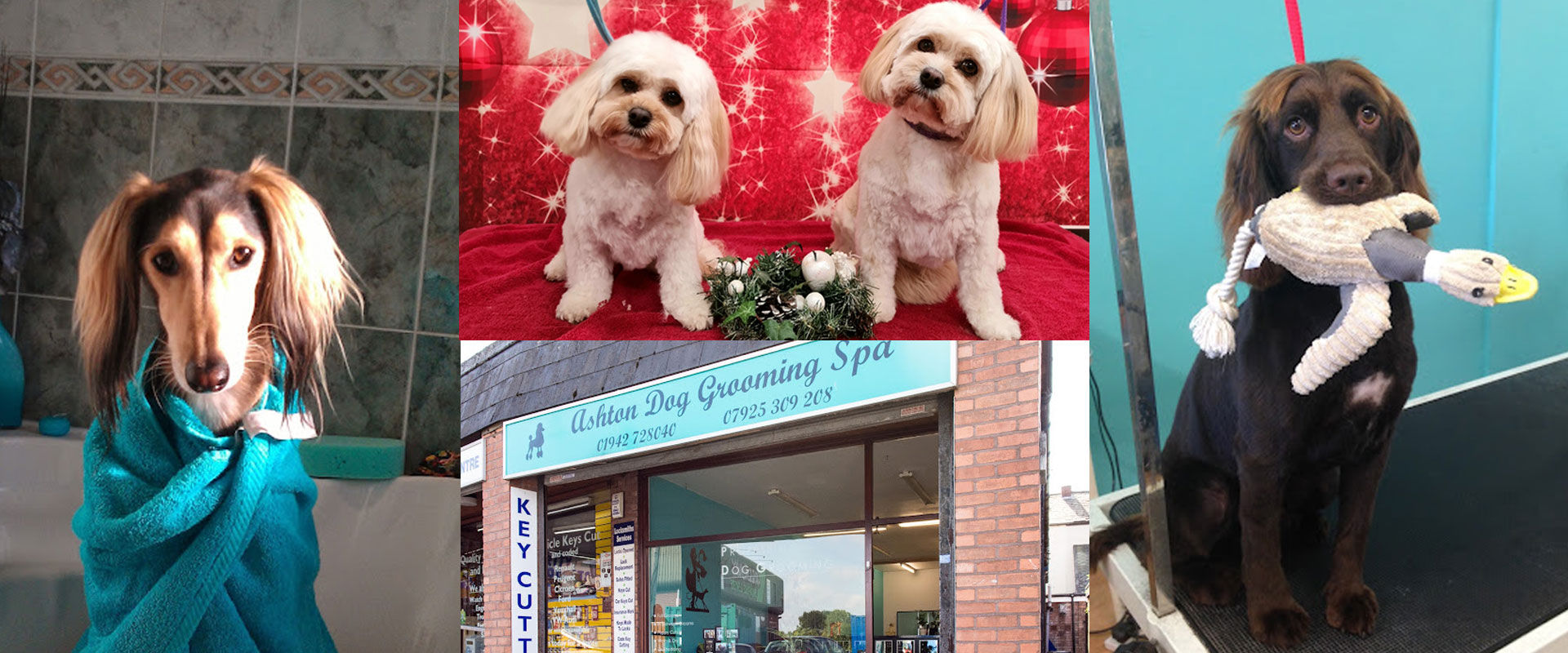 Welcome To Ashton Dog Grooming Spa